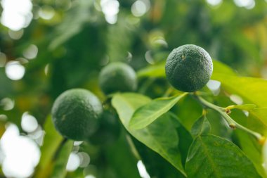 Çiftçilerin bahçesindeki ağaçta olgun ve sulu portakallar, İspanya, Valencia
