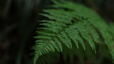 Ormanda eğrelti otları. Güzel eğrelti otları yeşil yapraklar bırakır. Ormanda yetişen güzel eğreltiotlarına yakın. Doğal çiçekli eğrelti otu arka planı 