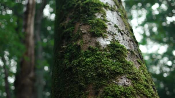 Kouzelné Mlhavé Lesní Stromy Příroda Zelené Dřevo Slunné Pozadí Krásný — Stock video