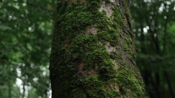 Magiska Dimmiga Skogsträd Natur Grönt Trä Solig Bakgrund Vacker Rödhårig — Stockvideo