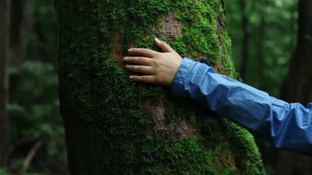 Ung Kvinnlig Hand Röra Gamla Mossa Träd Bark Skydda Naturen — Stockvideo