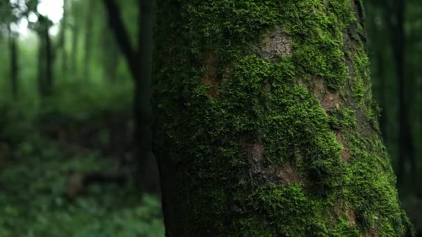 Magiczne Mgliste Drzewa Leśne Natura Zielone Drewno Słoneczne Tło Piękny — Wideo stockowe