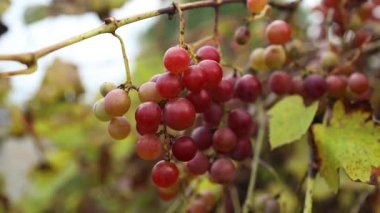 Üzüm bağında asılı bir sürü kırmızı üzüm. Pinot noir üzümleri üzüm bağlarından toplanmaya hazır. 