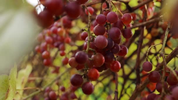 Üzüm Bağında Asılı Bir Sürü Kırmızı Üzüm Pinot Noir Üzümleri — Stok video