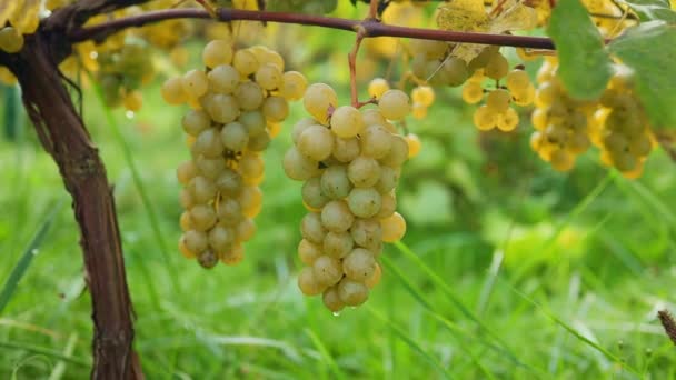 ブドウに熟した黄色のワインブドウの房のクローズアップ 秋の庭のブドウ畑で成長する黄色のブドウの枝 秋にブドウを熟す 高品質のフルHd映像 — ストック動画