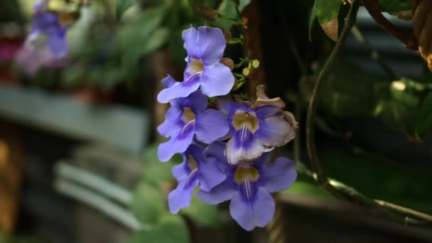Oncidium Sharry Baby Lady Orchid Bailando Creciendo Jardín Botánico Aislado — Vídeo de stock
