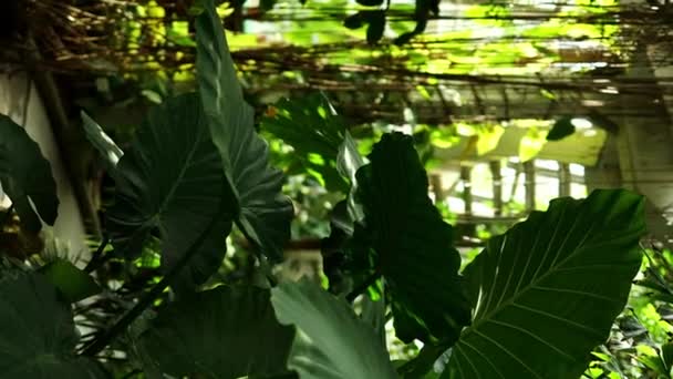 Близько Красивих Тропічних Рослин Ростуть Теплиці Сонячний День Ботанічний Фон — стокове відео