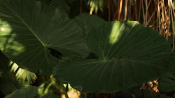 Güneşli Bir Günde Serada Yetişen Güzel Tropikal Bitkilere Yakın Botanik — Stok video