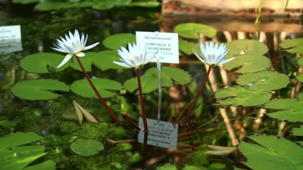 Mooie Witte Waterlelies Zonlicht Natuur Groene Achtergrond Wild Bos Natuurlijke — Stockvideo