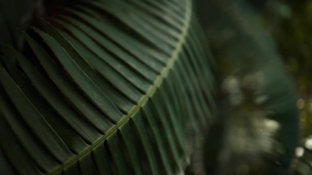Liście Tropikalne Monstera Egzotyczne Rośliny Kołyszące Się Wietrze Przed Słońcem — Wideo stockowe