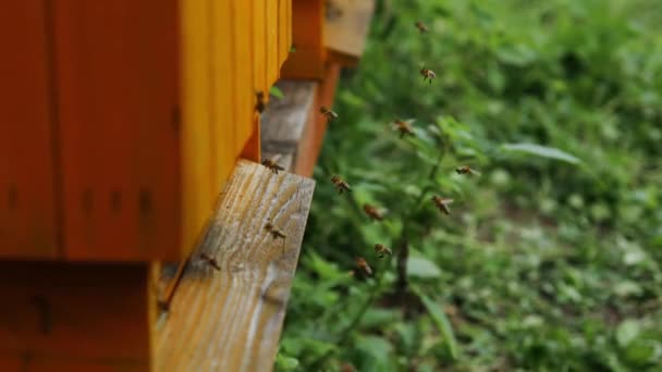 Méhek Nyüzsgése Repked Méhkaptárban Tavaszi Mezőn Méhek Visszatérnek Mézgyűjtésből Visszarepülnek — Stock videók