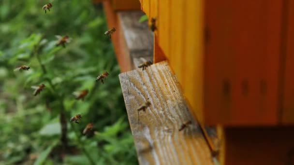Zwerm Honingbijen Die Rond Bijenkorf Vliegen Het Voorjaarsveld Bijen Die — Stockvideo