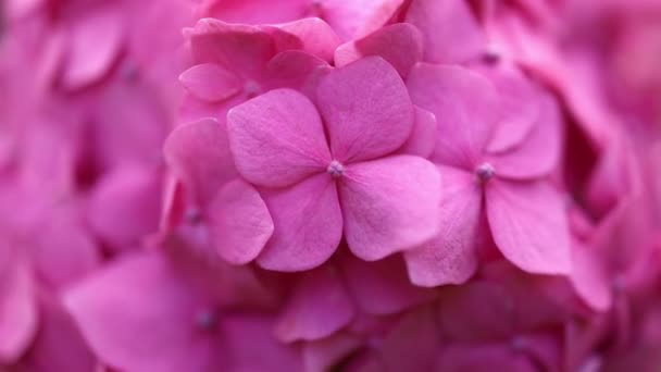 Hydrangea Flores Ramo Fondo Floral Fondo Imágenes Alta Calidad — Vídeos de Stock