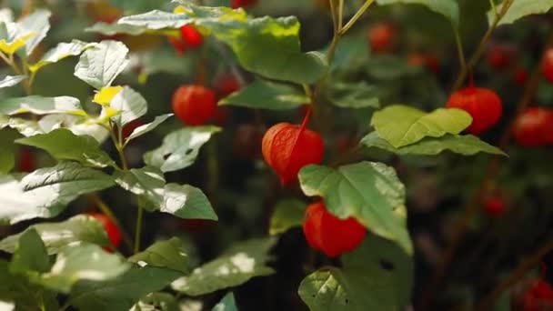 Physalis Naranja Con Hojas Verdes Cosecha Jardín Orgánico Tomate Mexicano — Vídeos de Stock