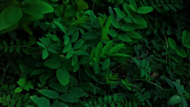 Творче Планування Природи Тропічних Листя Квітів Пласка Лежала Літня Концепція — стокове відео
