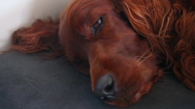  4k Tembel, yetişkin, kızıl saçlı İrlandalı yavru köpek kanepede dinleniyor.