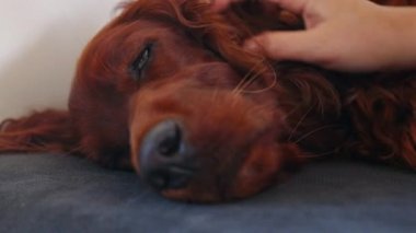 Bakımevinde mutlu bir İrlandalı Setter Dog 'u okşayan kadının yakın çekimi. Yorgun hayvan yatakta ya da kanepede uyur.