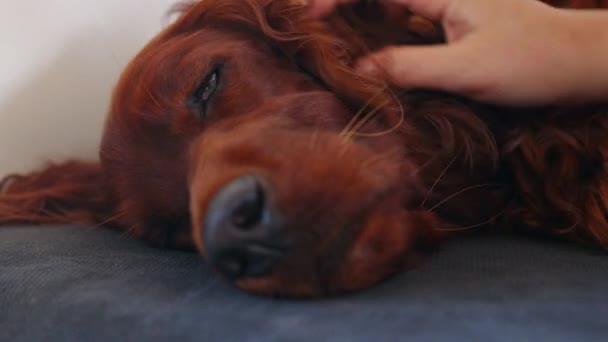 幸せなアイルランド人のセッター犬を自宅で撫でていた女性のクローズアップ ベッドやソファで疲れたペットの睡眠 — ストック動画