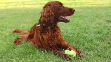 Mutlu ve çılgın şirin İrlandalı köpek yavrusunun portresi, çimlerin üzerinde oyuncak bir topla oynuyor. Hayvan bakımı. Yazın dışarıda eğleniyorum. Yüksek kalite 4k görüntü