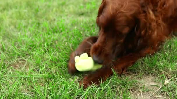 幸せとクレイジーかわいいアイルランドのセッター犬の子犬が草の中におもちゃのボールで遊んで噛むの肖像画 ペットケア 夏には屋外で楽しむことができます 高品質4K映像 — ストック動画