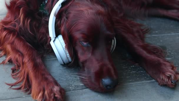 自宅で音楽を聴いてヘッドフォンでかわいい犬 高品質4K映像 — ストック動画