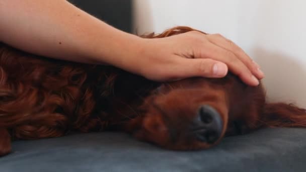幸せなアイルランド人のセッター犬を自宅で撫でていた女性のクローズアップ ベッドやソファで疲れたペットの睡眠 — ストック動画