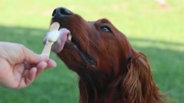 Irish Setter sıcak mevsimde sopayla soğuk vanilyalı dondurma yer. Bir dişi el bir köpek için dondurma tutar. 4k