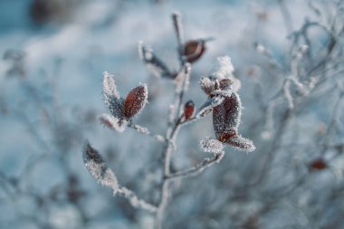 Donmuş bitkiler. Kış dönemi. Yüksek kalite fotoğraf
