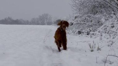 Genç İrlandalı yerleşimci köpek karda kış ormanlarında koşar. Safkan bir hayvan doğada yürür. Yüksek kaliteli FullHD görüntüler