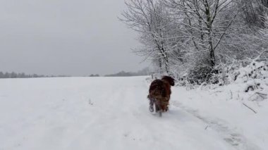 Genç İrlandalı yerleşimci köpek karda kış ormanlarında koşar. Safkan bir hayvan doğada yürür. Yüksek kaliteli FullHD görüntüler