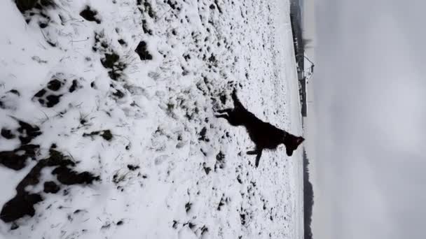 Genç Rlandalı Yerleşimci Köpek Karda Kış Ormanlarında Koşar Safkan Bir — Stok video