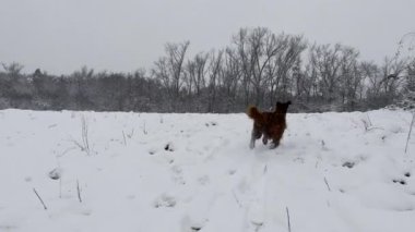 Genç İrlandalı yerleşimci köpek karda kış ormanlarında koşar. Safkan bir hayvan doğada yürür. Yüksek kaliteli FullHD görüntüler