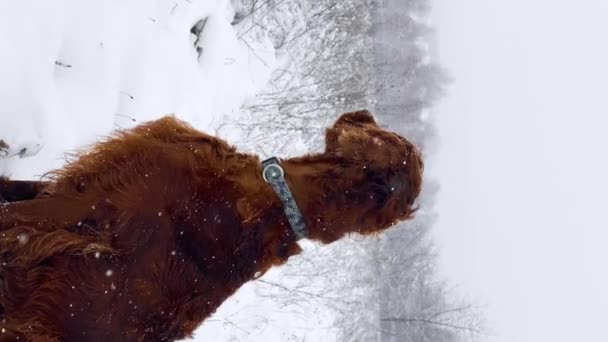 Jonge Ierse Setter Hond Loopt Het Winterbos Sneeuw Een Raszuiver — Stockvideo