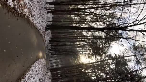Téli Jelenet Egy Erdőben Olvadó Esik Fák Előtt Lassított Felvétel — Stock videók