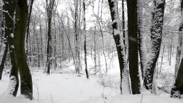 雪が融けた森の冬の風景が目の前の木々から降ってくる スローモーション映像 — ストック動画