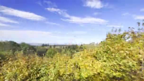 Поїзд Їздить Пасажирському Боковому Вікні Красивим Панорамним Ландшафтом Природи Зеленими — стокове відео