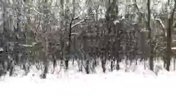 冬の森を持つ移動列車の窓からの背景ビュー 雪と地面に覆われた白樺が点在する松林 — ストック動画