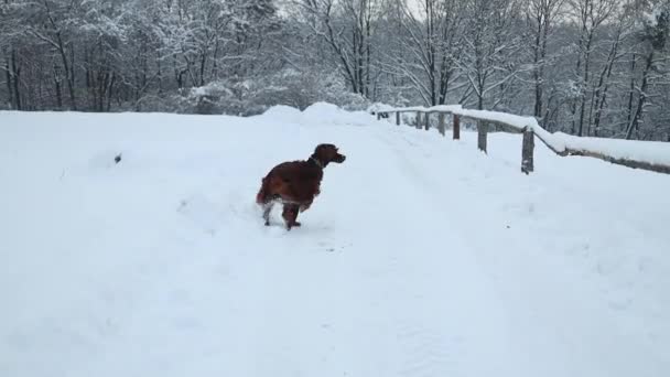 Unga Irländska Setter Hund Körs Vinterskog Snö Renrasig Sällskapsdjur Promenader — Stockvideo