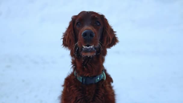 冬の公園で自然の中で雪の中で遊ぶアクティブな幸せなアイルランドのセッター犬寒い冬の時間 友情と愛 高品質の写真 — ストック動画