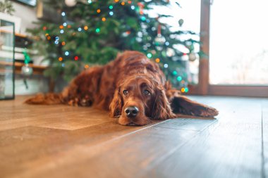 Mutlu Noeller ve mutlu yıllar. Neşeli İrlandalı Setter Noel ağacının yanında uzanmış tatilini evde bekliyor..