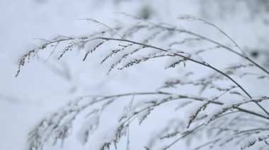 Kış kar ile arka plan. Noel ve yeni yıl tatilleri arka plan 