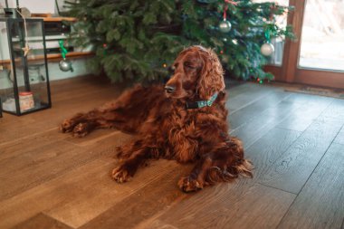 Evdeki Noel ağacının yanında uzanmış komik köpek yavrusu İrlandalı yerleşimci köpek. Tatil için hazırlık. Mutlu Noeller konsepti. 