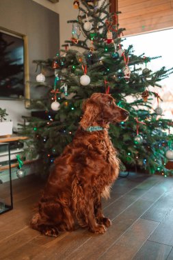 Evdeki Noel ağacının yanında uzanmış komik köpek yavrusu İrlandalı yerleşimci köpek. Tatil için hazırlık. Mutlu Noeller konsepti. 