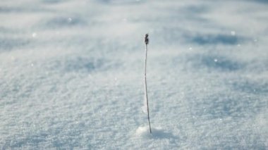 Frozen twig plant in hoarfrost glisten in the sun. Winter landscape with sun flare. Minimal holiday concept