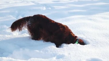 Happy Irish Setter dog play in winter field close to forest. Purebred pet run in snow at nature. High quality 4k footage