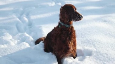 Happy Irish Setter dog play in winter field close to forest. Purebred pet run in snow at nature. High quality 4k footage