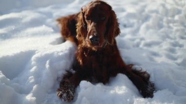 Happy Irish Setter dog play in winter field close to forest. Purebred pet run in snow at nature. High quality 4k footage