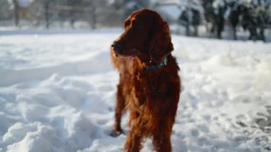 Happy Irish Setter dog play in winter field close to forest. Purebred pet run in snow at nature. High quality 4k footage
