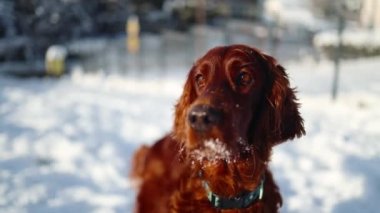 Happy Irish Setter dog play in winter field close to forest. Purebred pet run in snow at nature. High quality 4k footage