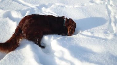 Happy Irish Setter dog play in winter field close to forest. Purebred pet run in snow at nature. High quality 4k footage